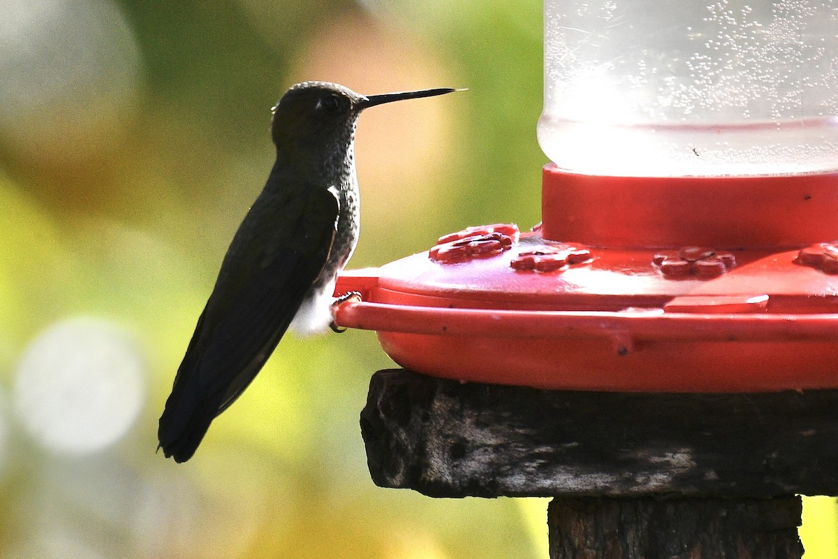 Greenish Puffleg - ML637278191