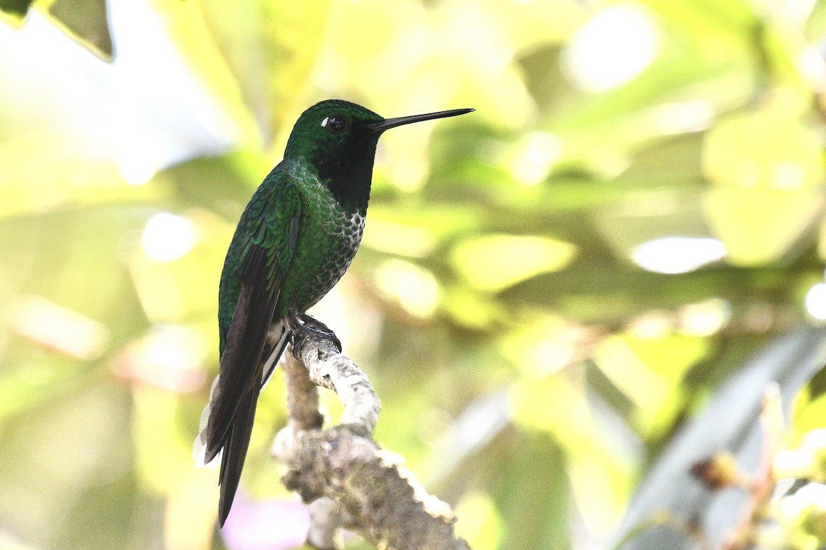 Rufous-vented Whitetip - ML637278220