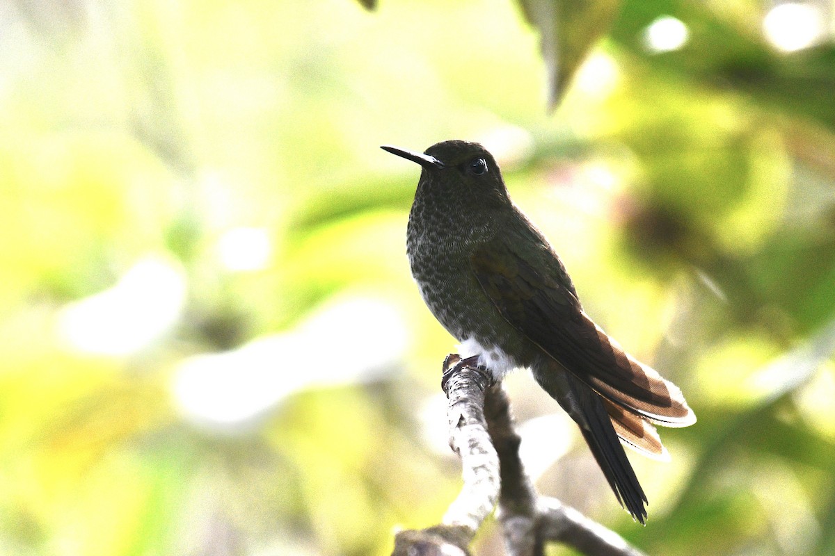 Greenish Puffleg - ML637278248