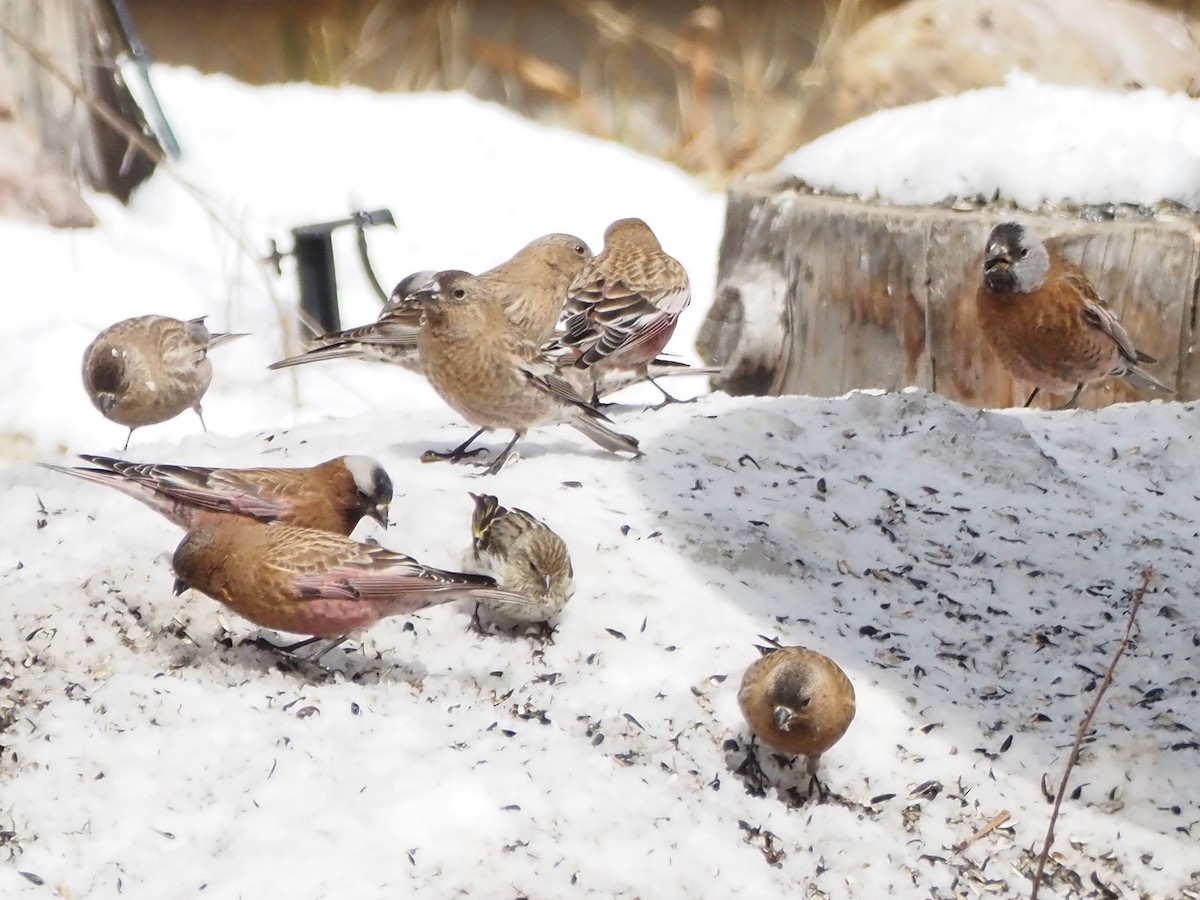 Gray-crowned Rosy-Finch (Hepburn's) - ML637278257