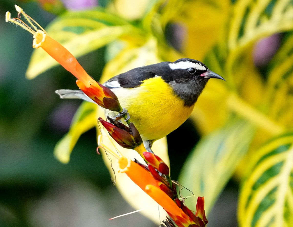 Bananaquit (Greater Antillean) - ML637278261