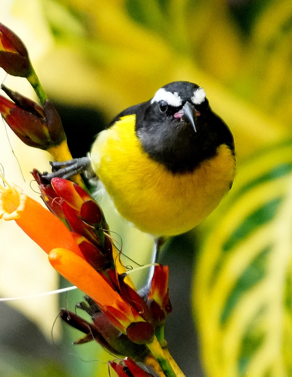 Bananaquit (Greater Antillean) - ML637278262