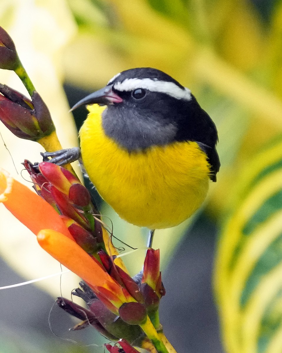Bananaquit (Greater Antillean) - ML637278263