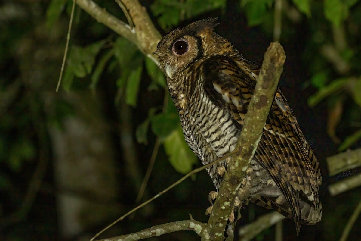 Fraser's Eagle-Owl - ML637278270