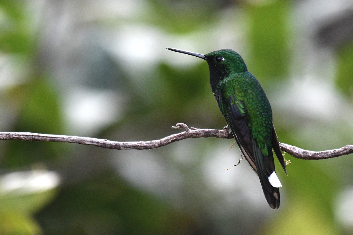 Rufous-vented Whitetip - ML637278286