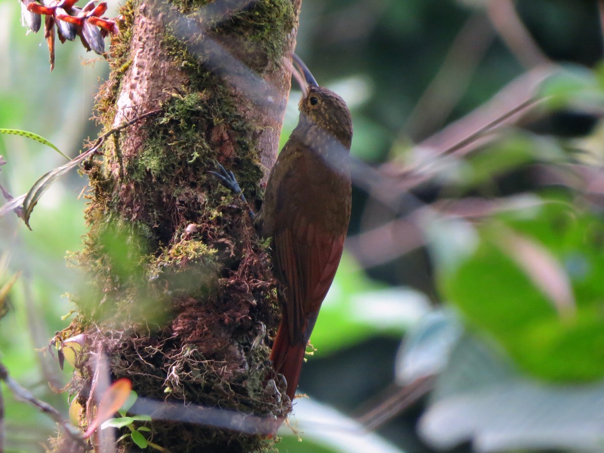 Spotted Woodcreeper - ML637278290