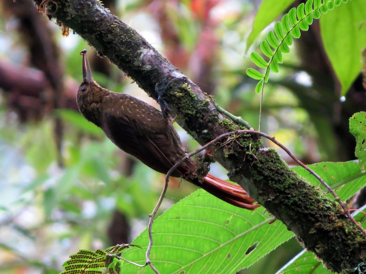 Spotted Woodcreeper - ML637278291