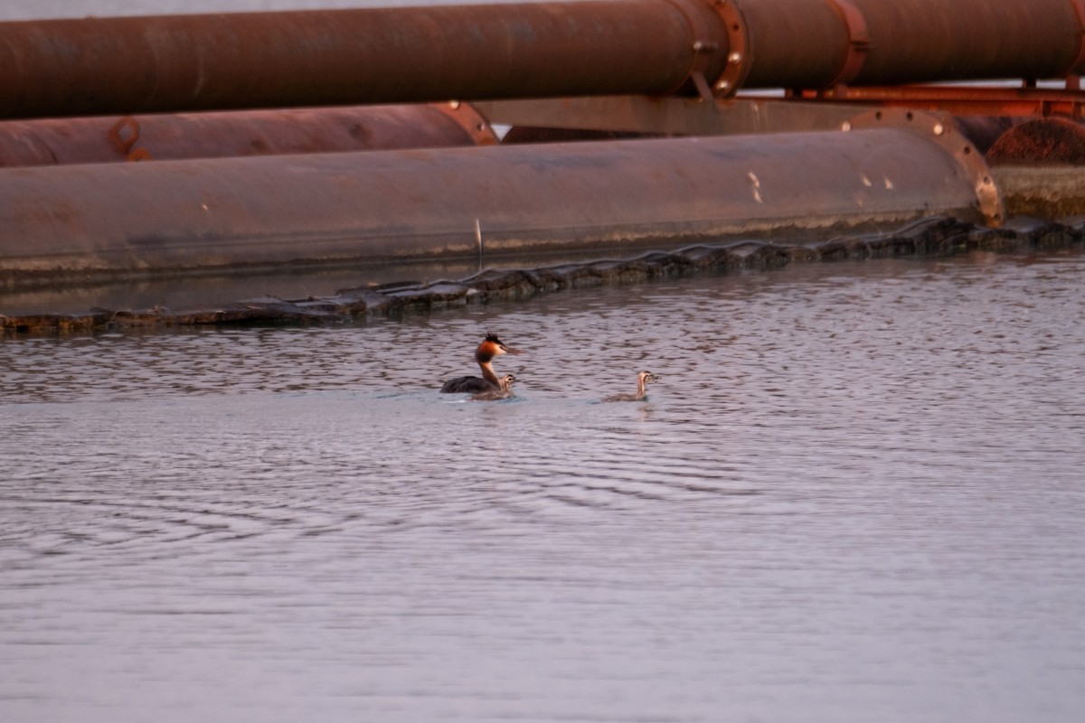 Great Crested Grebe - Richard Münscher