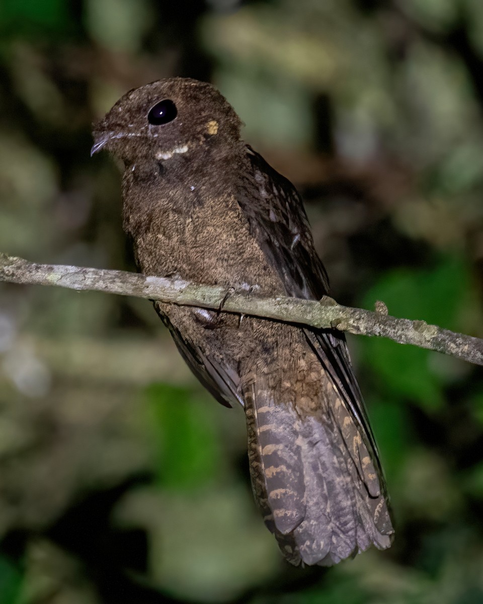 brunnattravn - ML637278421