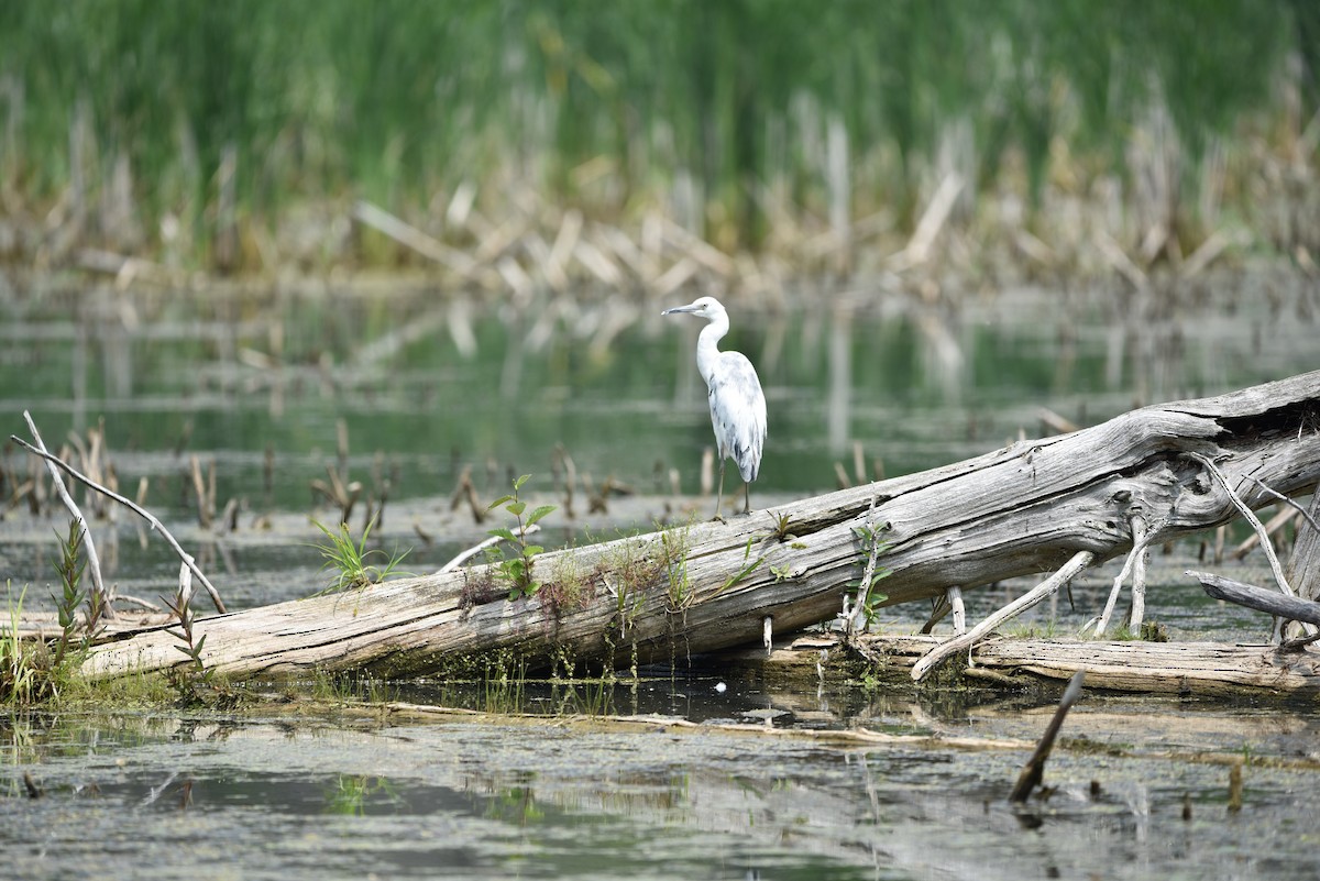 Little Blue Heron - ML637278467