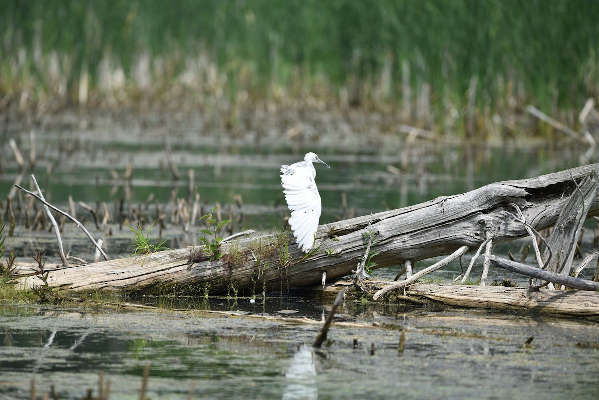 Little Blue Heron - ML637278469
