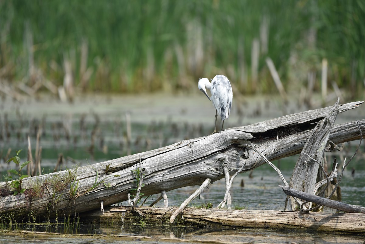 Little Blue Heron - ML637278470