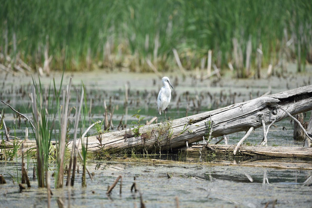 Little Blue Heron - ML637278472