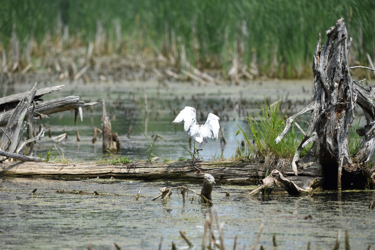 Little Blue Heron - ML637278473