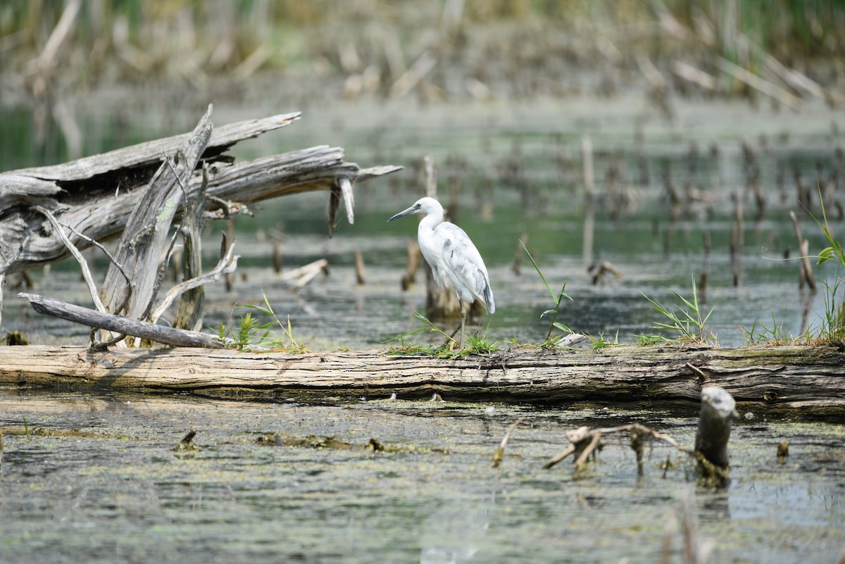 Little Blue Heron - ML637278475
