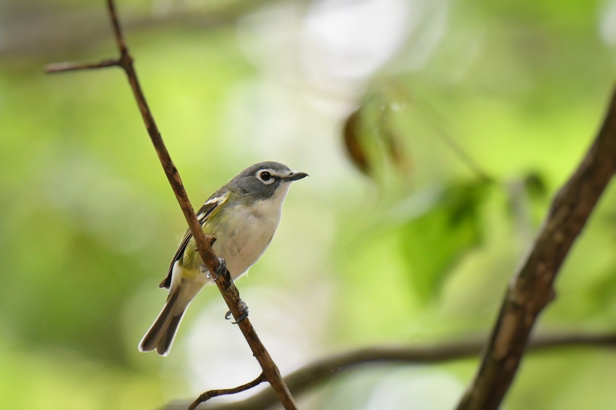 Blue-headed Vireo - ML637278477