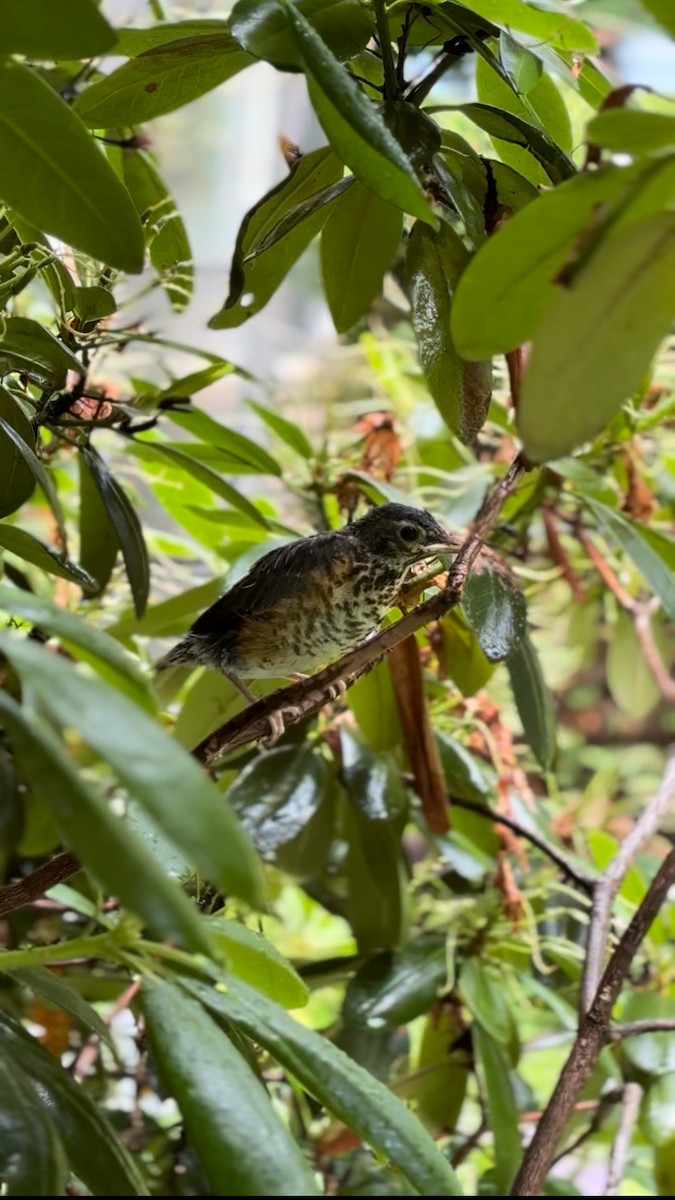 American Robin - ML637278503