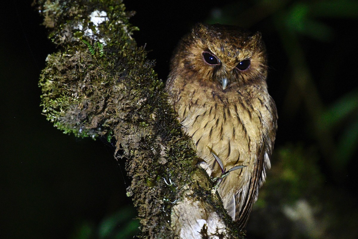 Cinnamon Screech-Owl - ML637278516