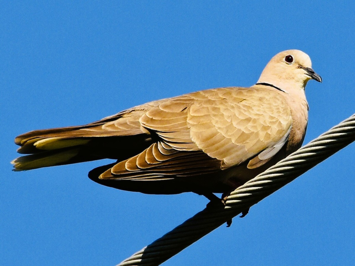 Eurasian Collared-Dove - ML637278523