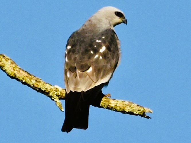 Mississippi Kite - ML637278531