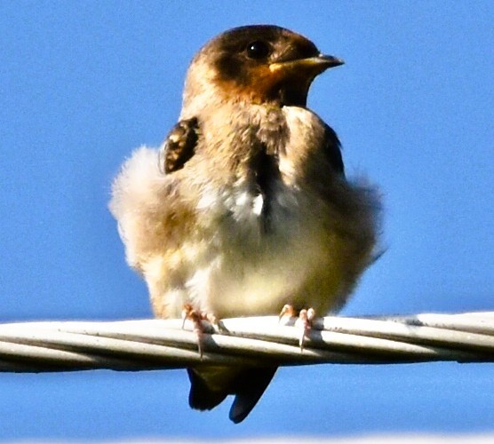 Cliff Swallow - ML637278554