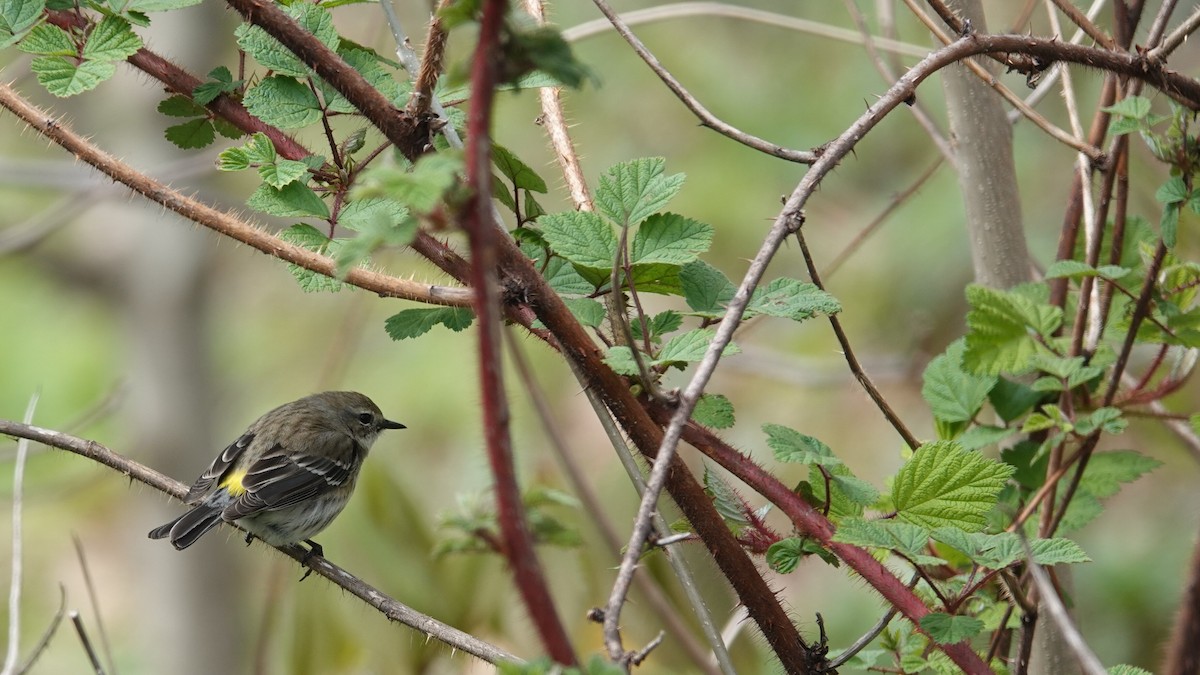 Yellow-rumped Warbler (Myrtle) - ML637278558