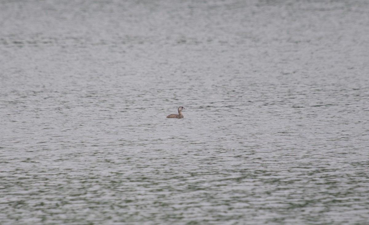 Pied-billed Grebe - ML637278648