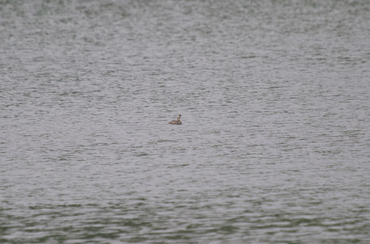 Pied-billed Grebe - ML637278649