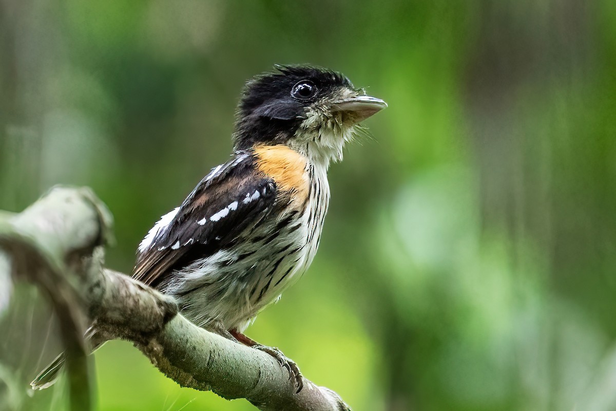 Rufous-sided Broadbill - ML637278715