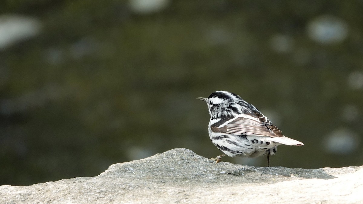 Black-and-white Warbler - ML637278717