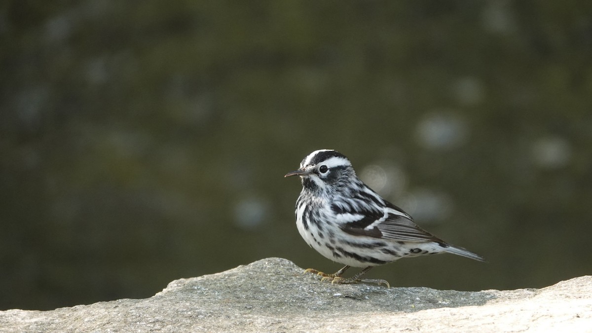 Black-and-white Warbler - ML637278718