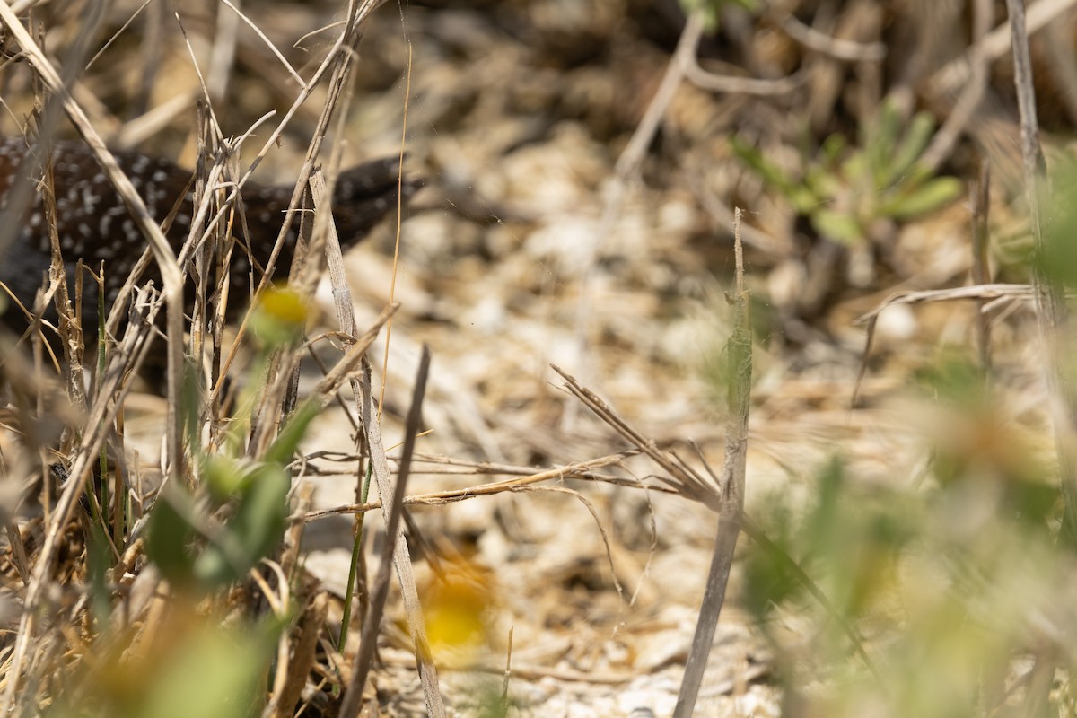 Black Rail - ML637278757