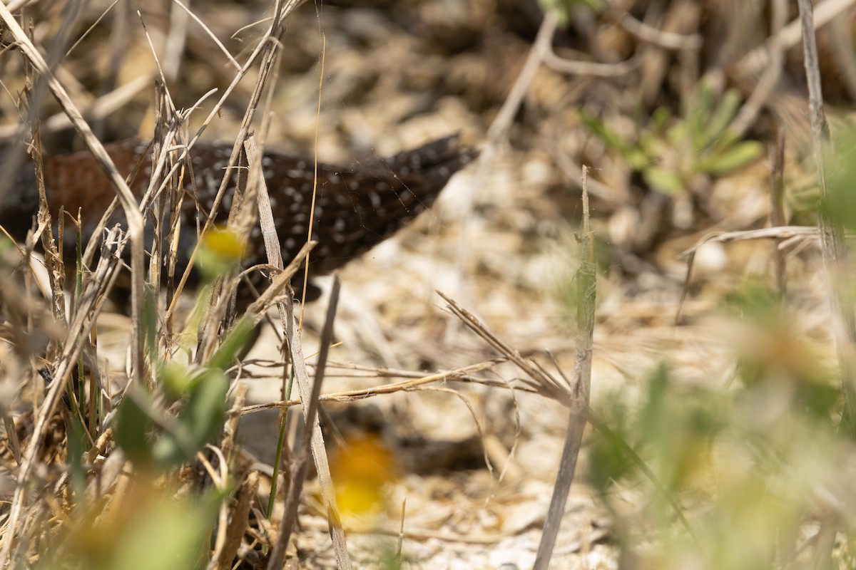 Black Rail - ML637278759