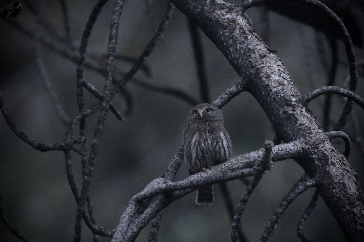 Northern Pygmy-Owl - ML637278760