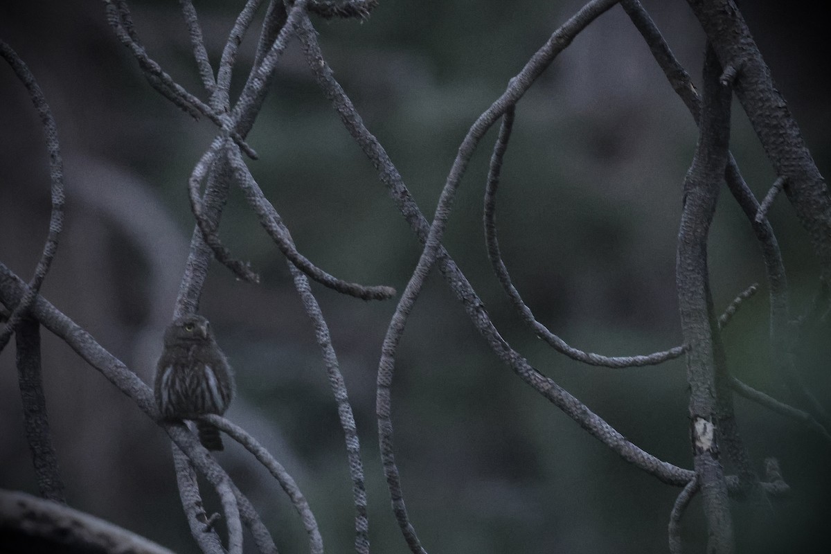 Northern Pygmy-Owl - ML637278762