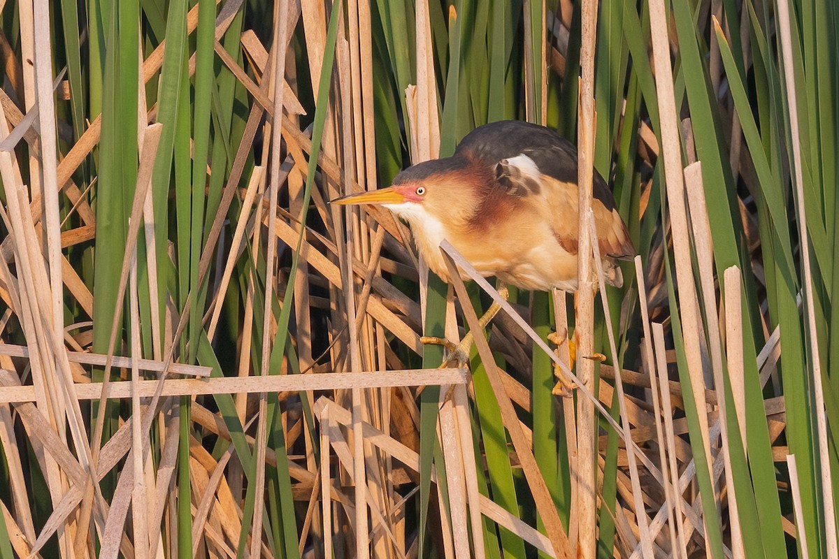 Least Bittern - ML637278764