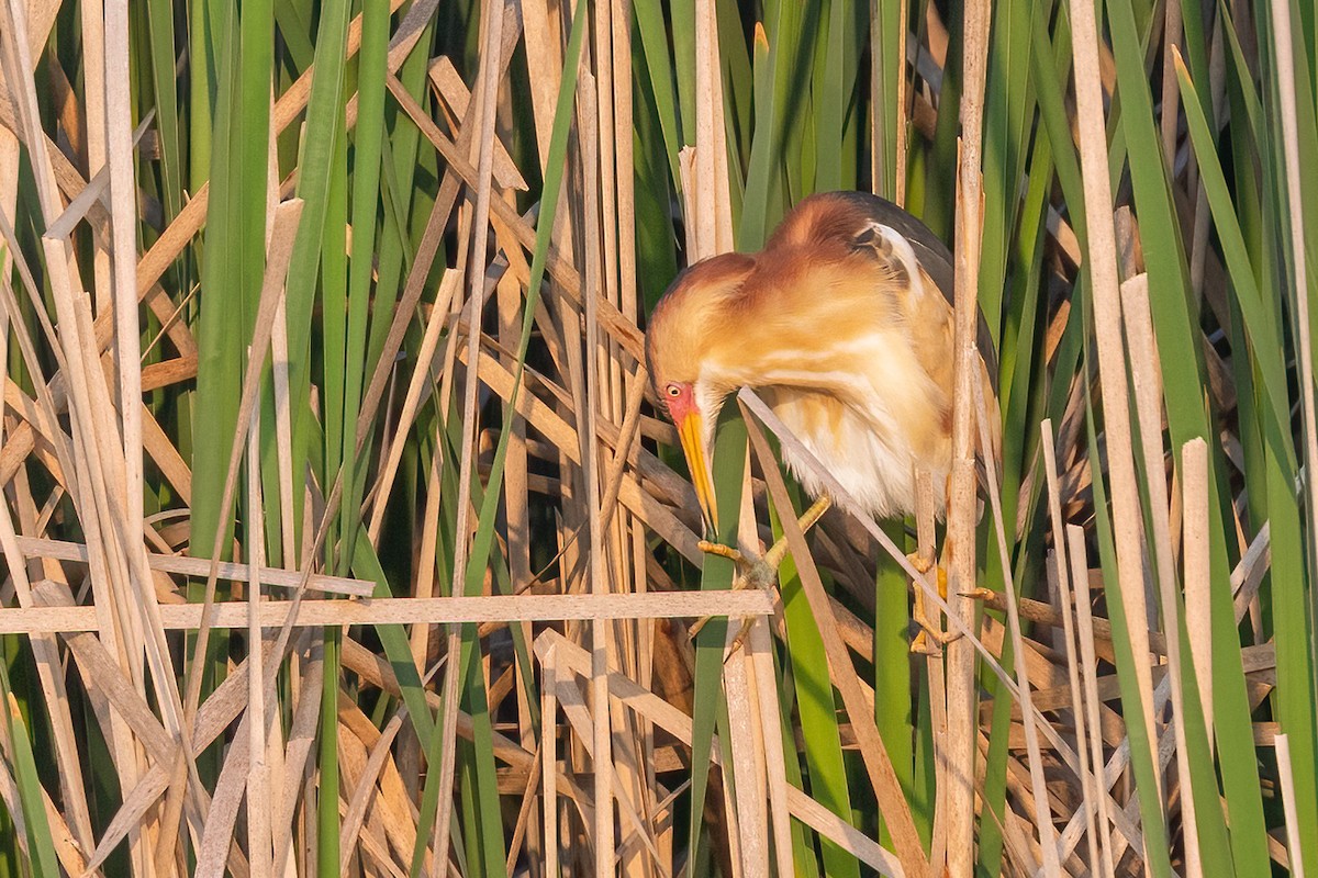 Least Bittern - ML637278765