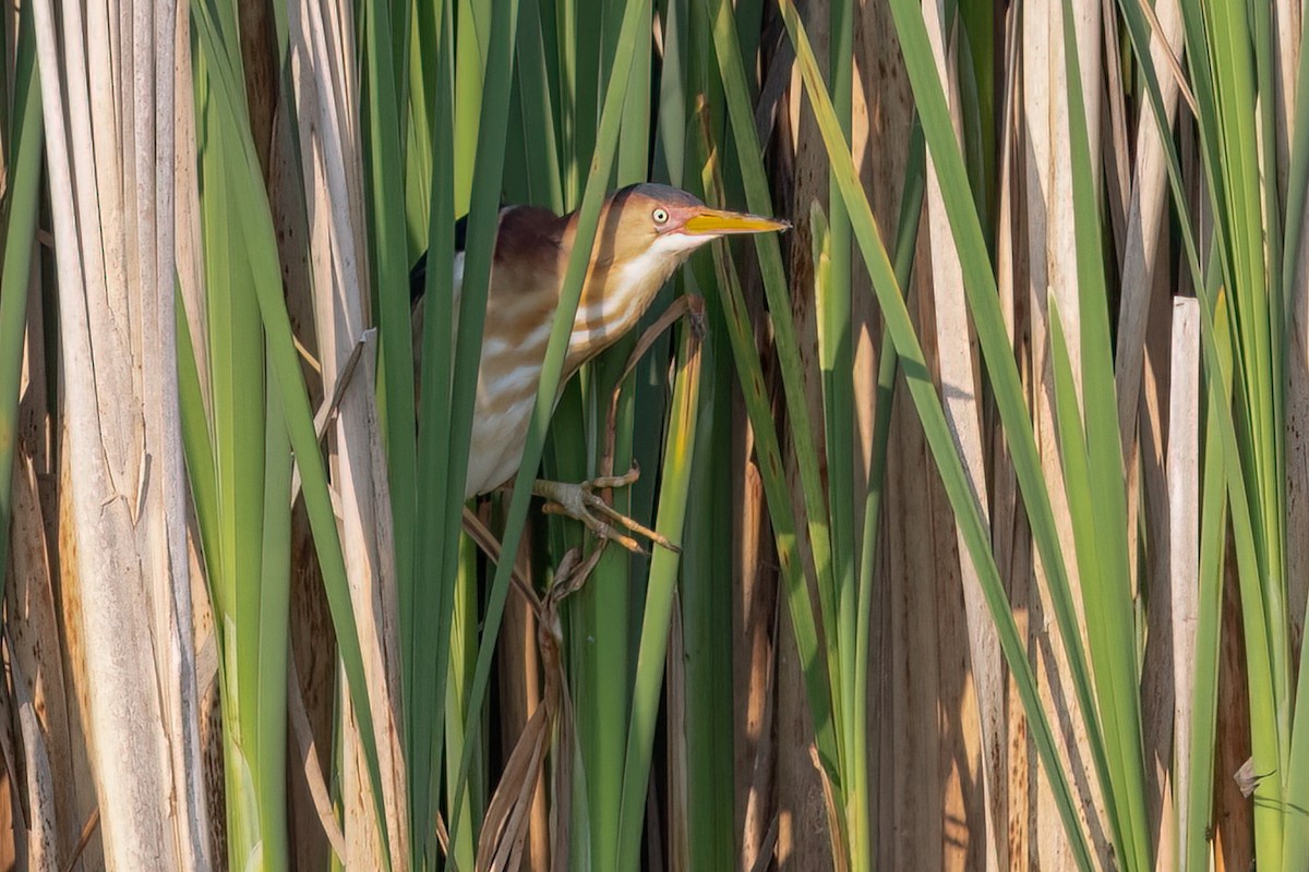 Least Bittern - ML637278782