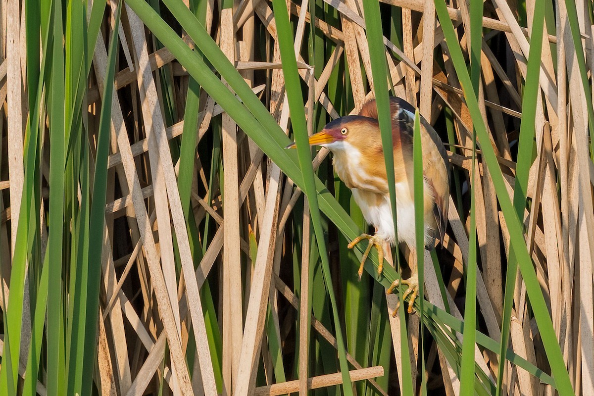 Least Bittern - ML637278783