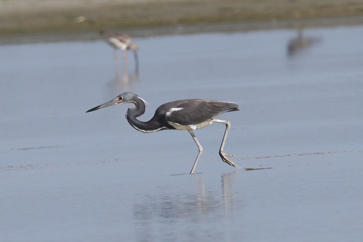 Tricolored Heron - ML637278795