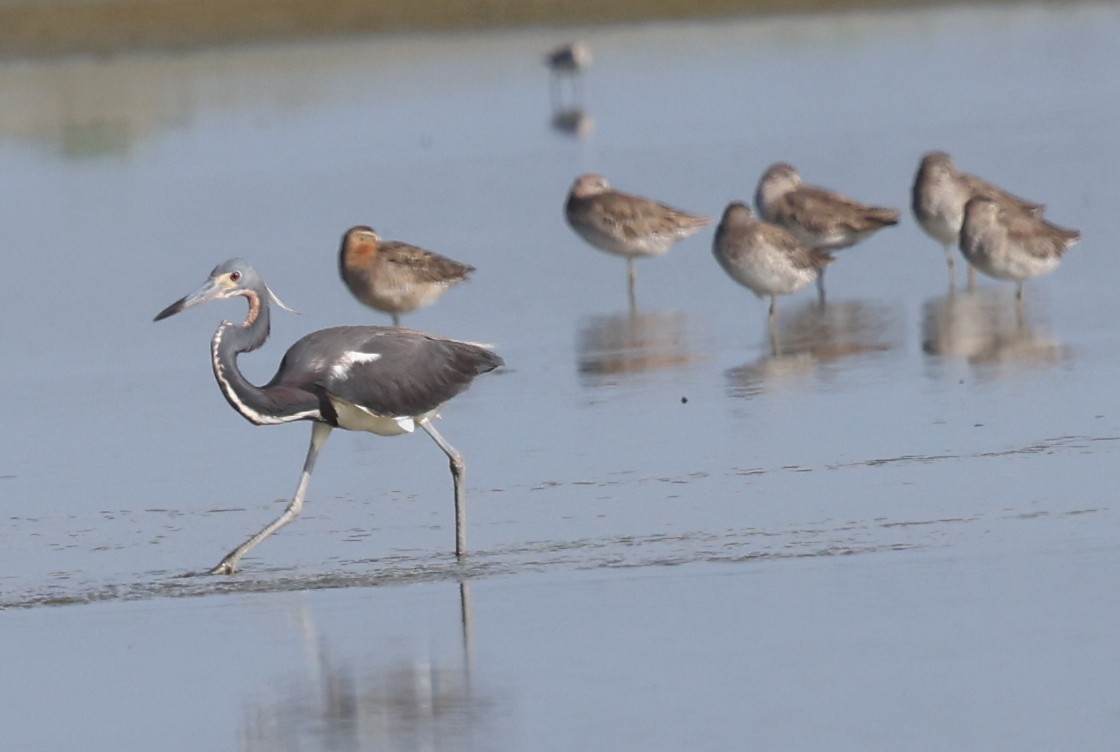 Tricolored Heron - ML637278796