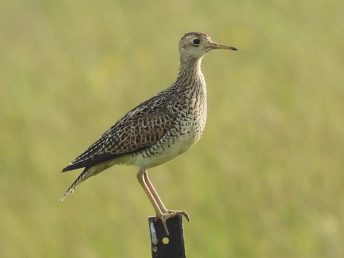 Upland Sandpiper - ML637278913