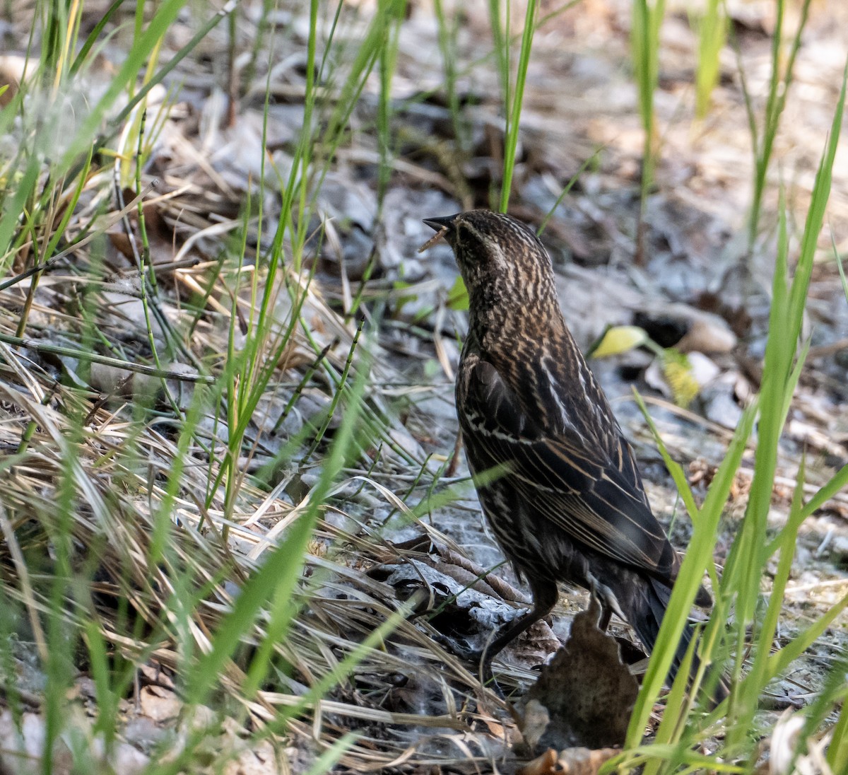 Red-winged Blackbird - ML637278916