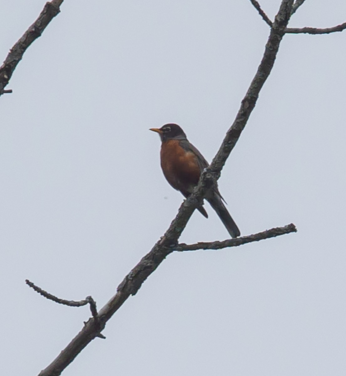 American Robin - ML637278927