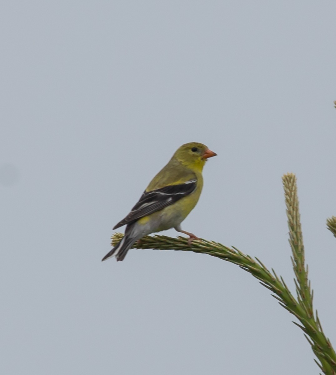 American Goldfinch - ML637278936