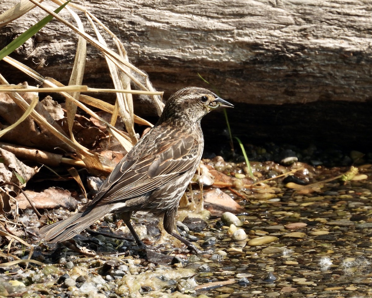 Red-winged Blackbird - ML637278943