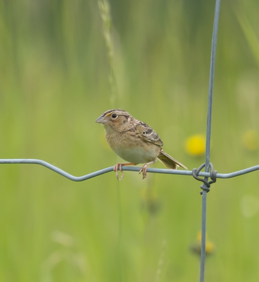Grasshopper Sparrow - ML637278947
