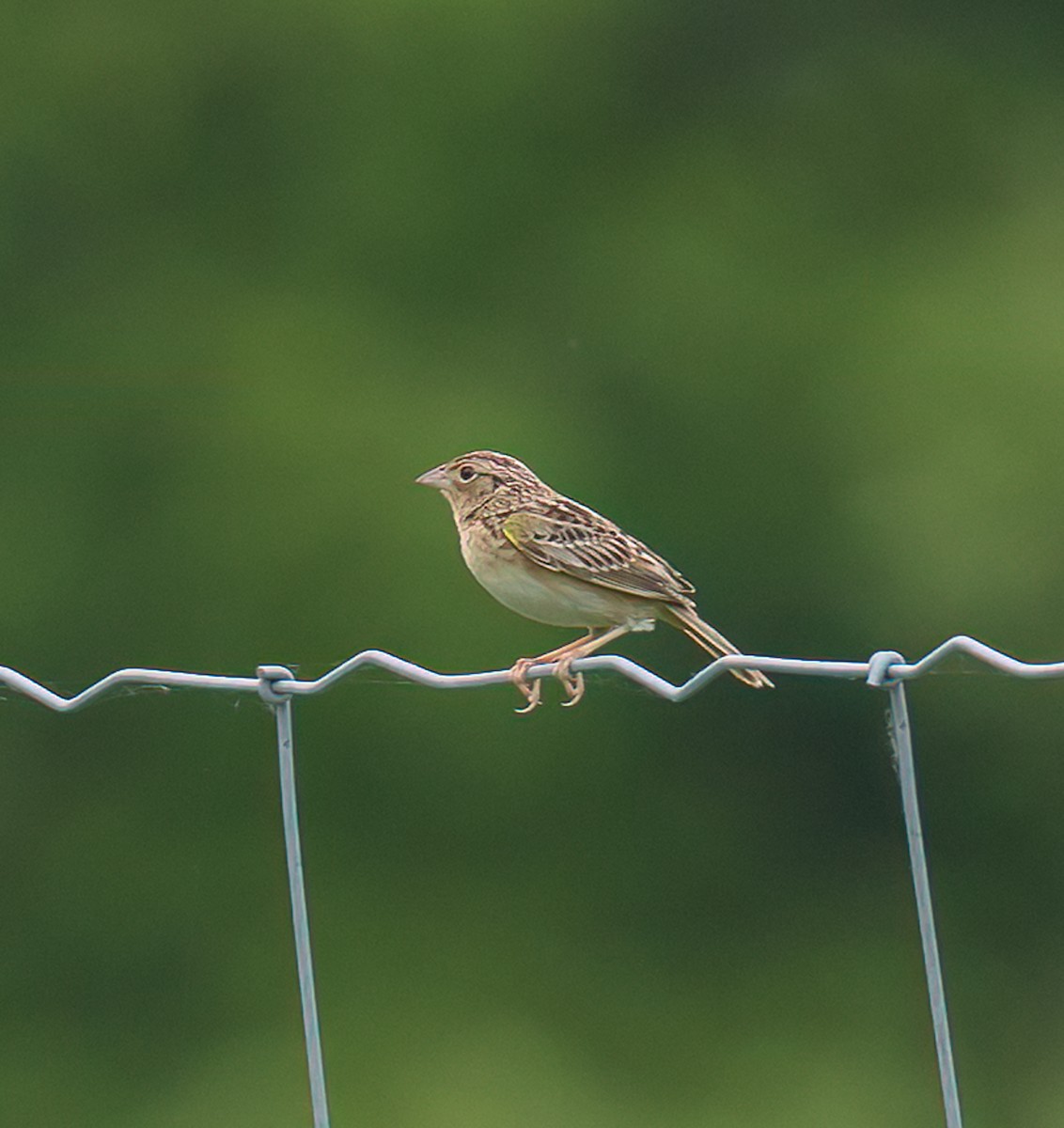 Grasshopper Sparrow - ML637278948