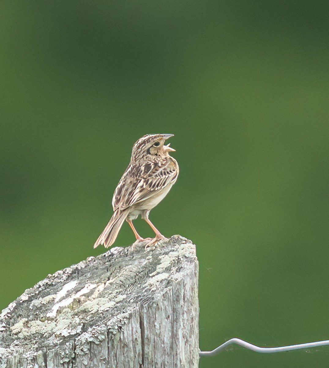 Grasshopper Sparrow - ML637278949