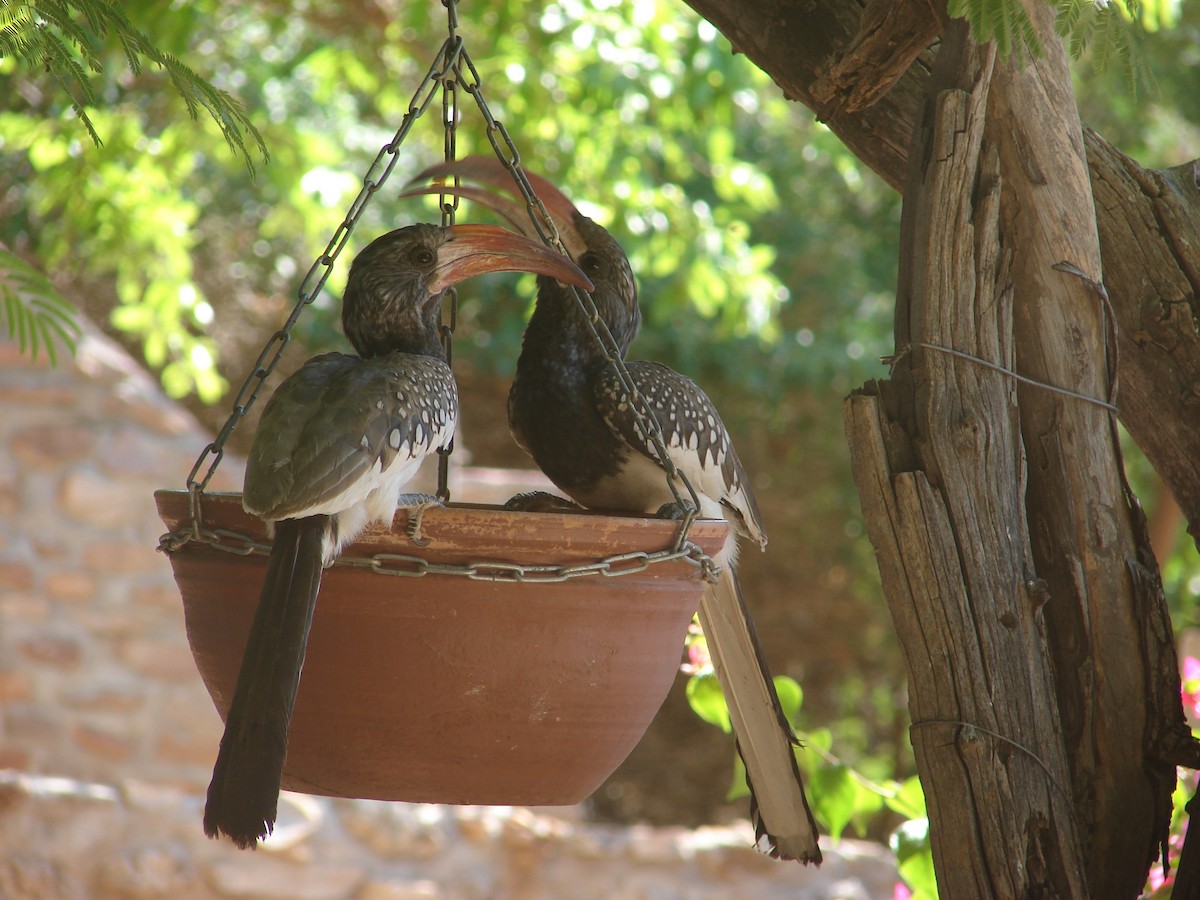 Monteiro's Hornbill - ML637278953